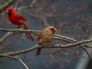 red cardinal on a branch