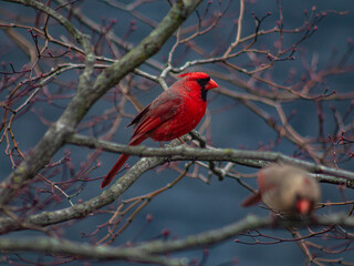 red cardinal on a branch