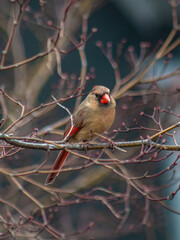 cardinal on branch