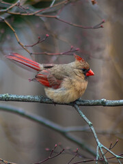 red cardinal on a branch