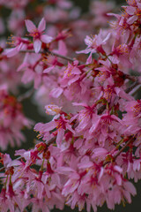 pink blossom