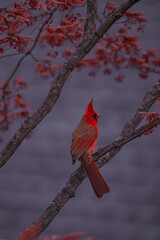 red cardinal on a branch
