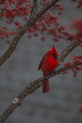 red cardinal on branch