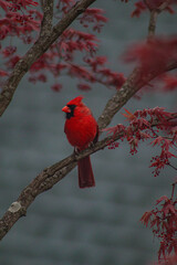 red cardinal on a branch