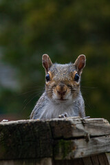 squirrel on a fence