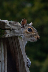 squirrel on the fence