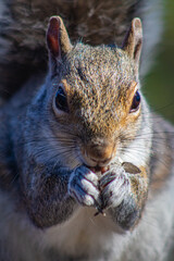 squirrel eating