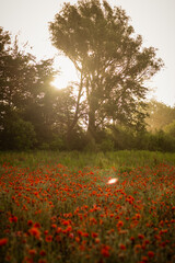 field with blooming red poppies