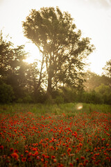 field with blooming red poppies