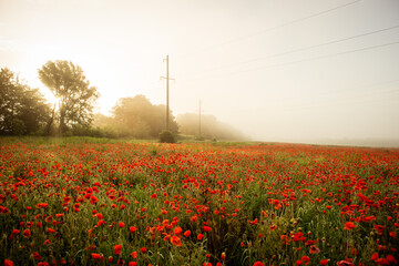 field with blooming red poppies