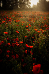 field with blooming red poppies