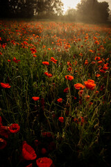 field with blooming red poppies