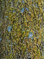 Obraz premium The trunk has a strange bark that looks beautiful 