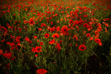 field with blooming red poppies