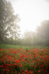 field with blooming red poppies