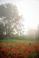 field with blooming red poppies