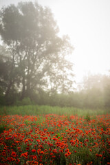 Fototapeta na wymiar field with blooming red poppies