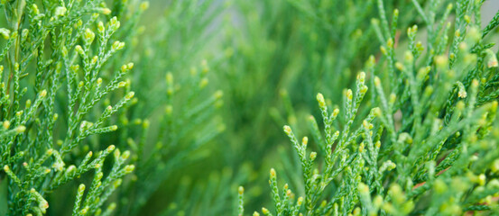 Green young thuja branches on blurred background, close view