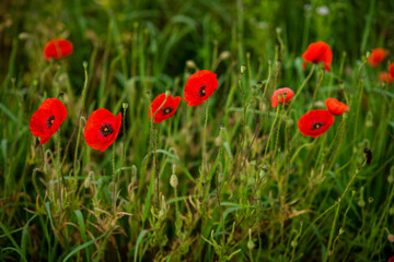 field with blooming red poppies