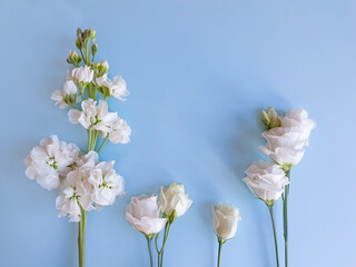 Fototapeta na wymiar Top view of white flowers on blue table. Lines background flowers. Free space for your cosmetic or make up products. Lifestyle, copy space.