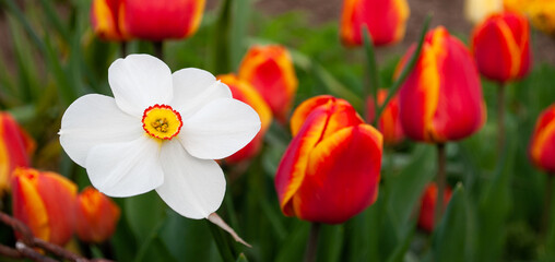 White spring daffodil in the garden, narcissus, close up, macro