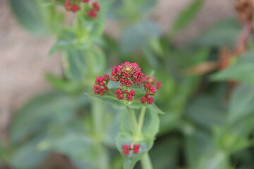 fleur rouge dans les champs