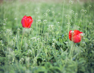 Flower of tulip in green grass