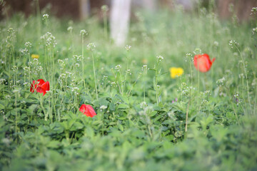 Flower of tulip in green grass