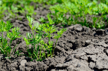 Young carrot seedlings in the garden in spring. Concept of ecology, cultivation, agriculture.