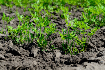 Young carrot seedlings in the garden in spring. Concept of ecology, cultivation, agriculture.