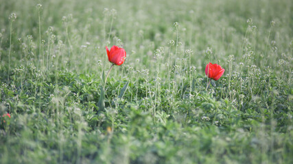 Flower of tulip in green grass