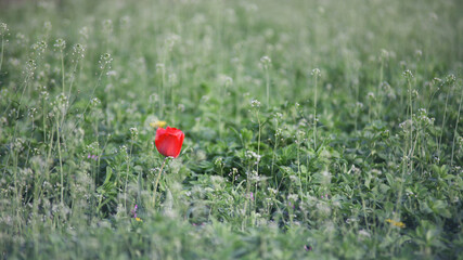 Flower of tulip in green grass