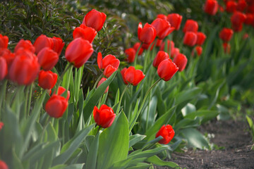 Bright red tulips in the field