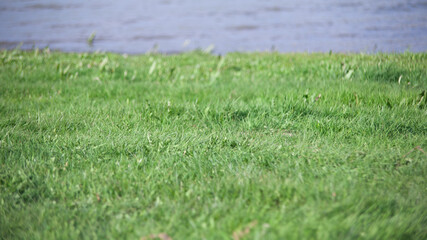 River bank with green grass in spring