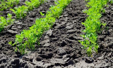 Young carrot seedlings in the garden in spring. Concept of ecology, cultivation, agriculture.