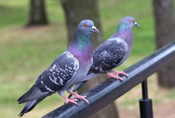 Two rock doves sit on a black fence pipe in the park.