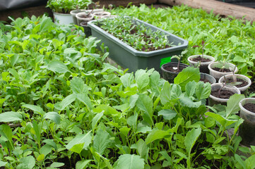 Seedlings in trays and pots in the greenhouse