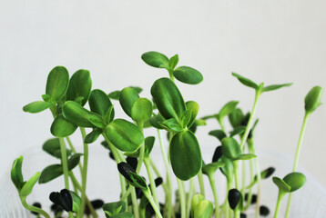 Sunflower microgreen. Seed Germination at home. Vegan and healthy eating concept. Young sprouts of a sunflower. 