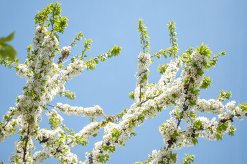 Spring cherry blossom flowers over blue sky