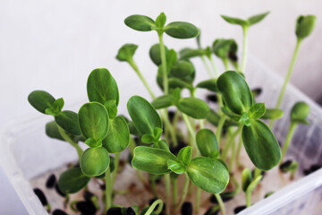 Sunflower microgreen. Seed Germination at home. Vegan and healthy eating concept. Young sprouts of a sunflower. 