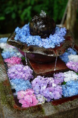 丹州観音寺　紫陽花の花手水