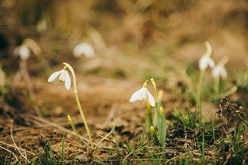 A bird sitting on top of a grass covered field