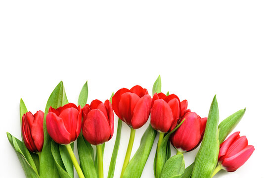Bouquet of red tulips isolated on white background. Spring and summer backdrop, copy space. Mother's day, Easter and seasonal holiday