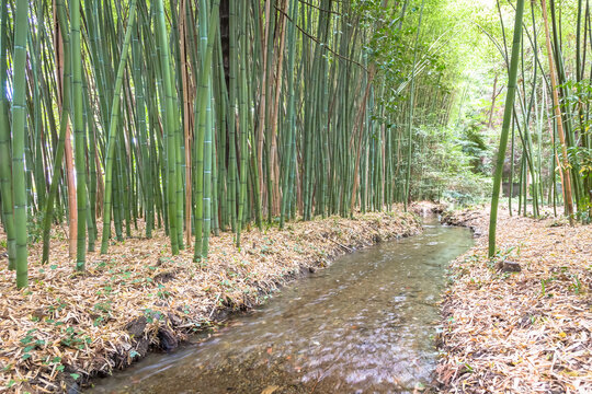 Bamboo Botanical Garden. Concept For Zen, Environment And Green Life.