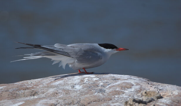 Common tern