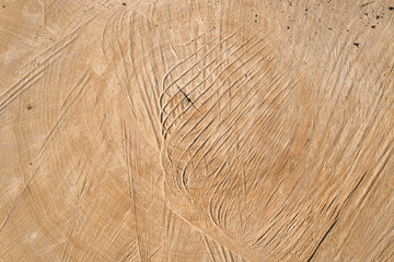 Textured wood surface of sawn tree, top view. Wooden background, copy space.