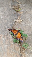 Fototapeta na wymiar Butterfly on the crack