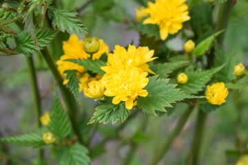 Kerria japonica, commonly known as Japanese rose flower