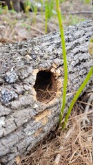 Critter Hole in a Log