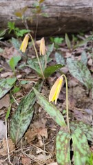 Trout Lilly